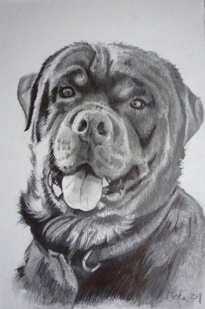 Portrait drawing of a dog